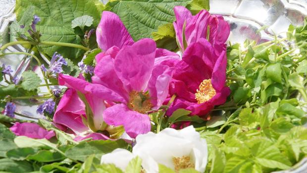 Wildkräuterführung