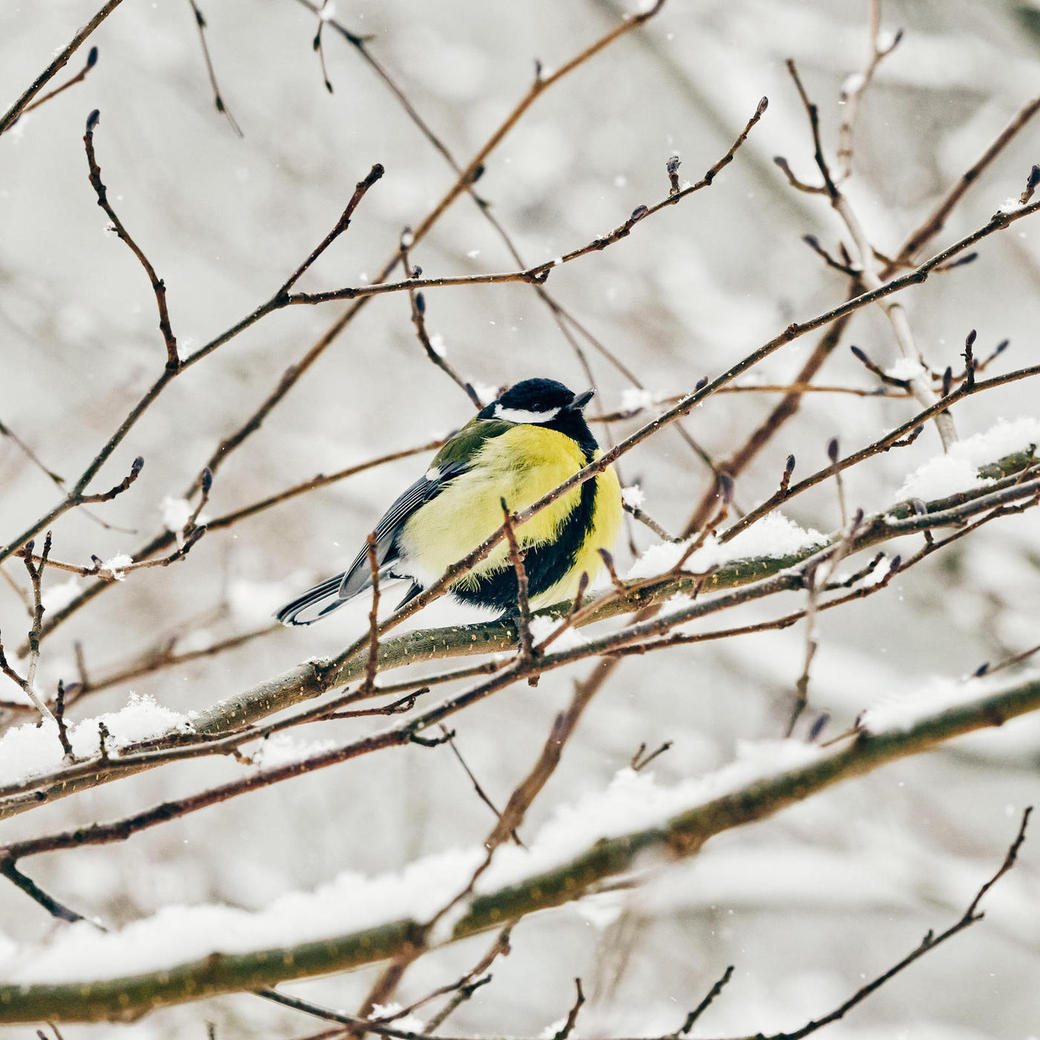 20210209-Winter06-Foto-Burwitz-Pocha