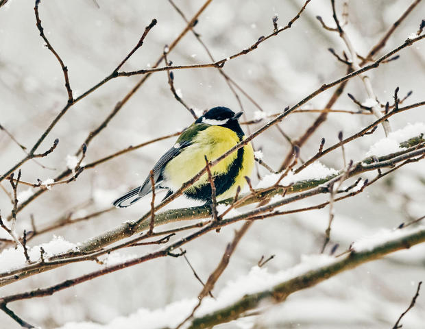 20210209-Winter06-Foto-Burwitz-Pocha