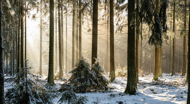 Winterwald
