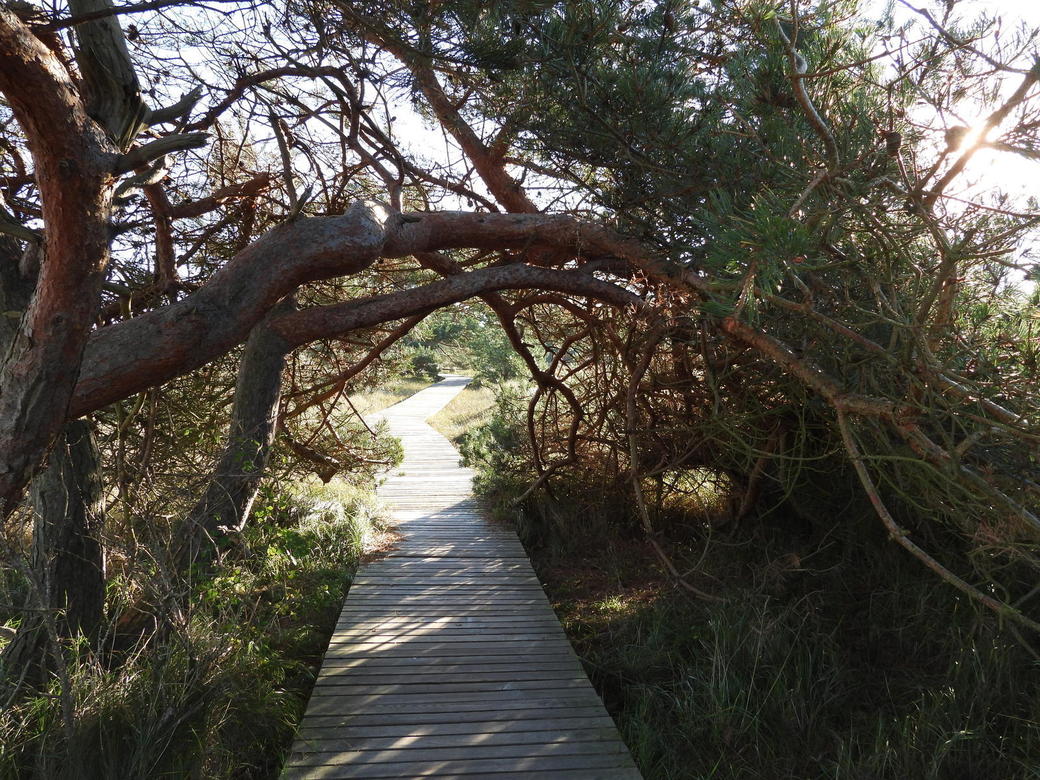 Wanderweg durch Baumtunnel