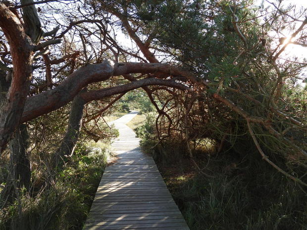 Wanderweg durch Baumtunnel